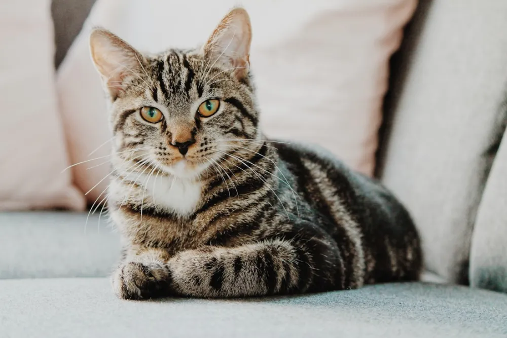 Kedi