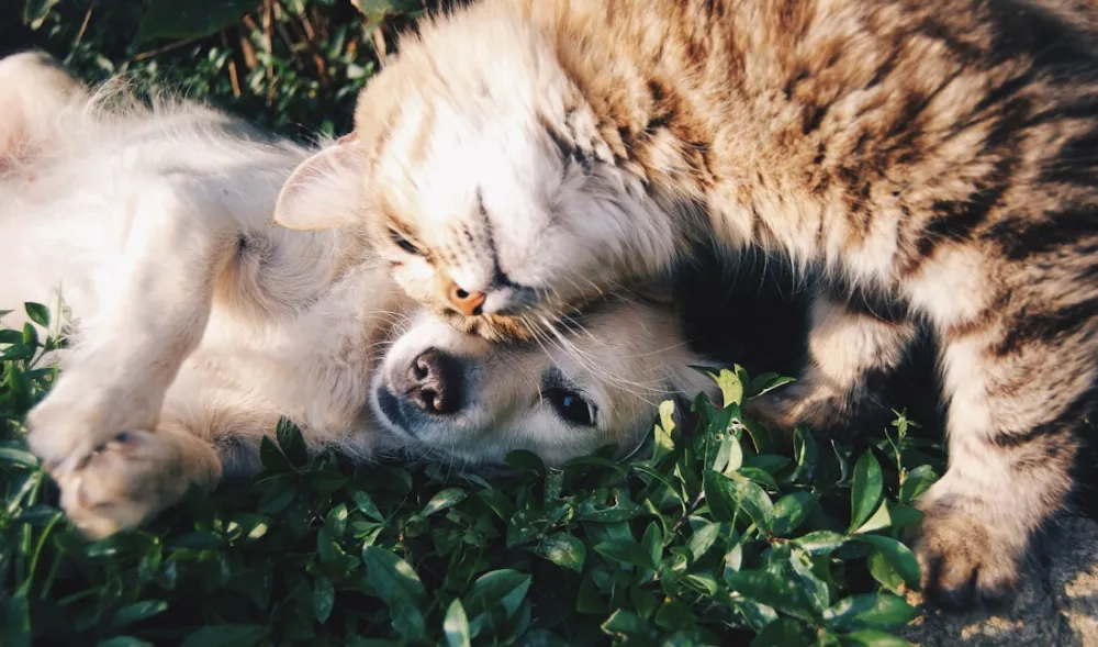 Topaklanan Kedi Kumu 10 L
