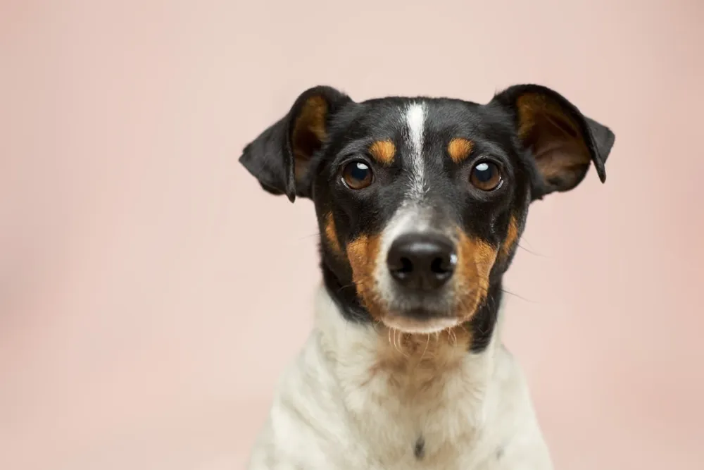Ortopedik Köpek Yatağı