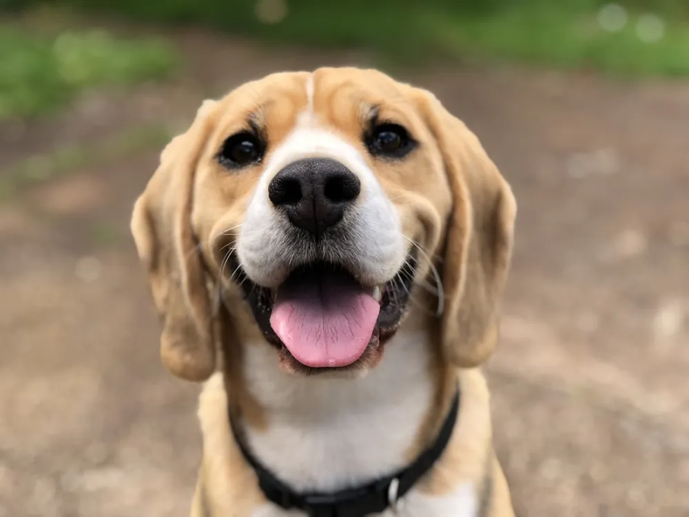 Köpek Kuru Maması Kuzulu 3 kg